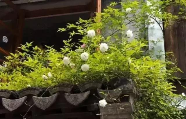 這樣的院子，只有中國人駕馭得了它！